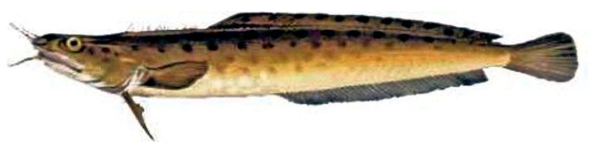 Ciliata mustela_0159